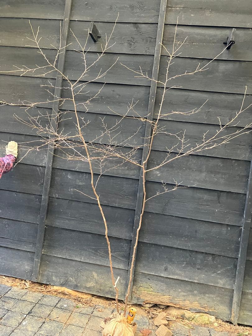 40 山採り　エゴノキ