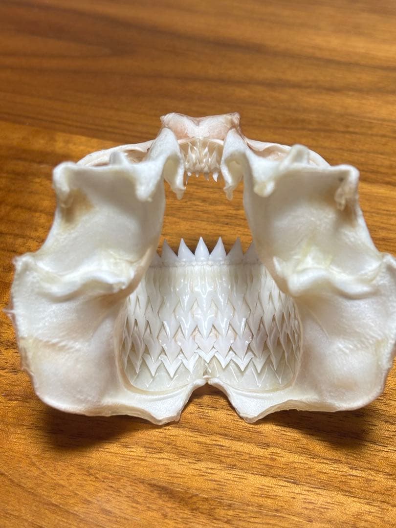 ヨロイザメ顎標本