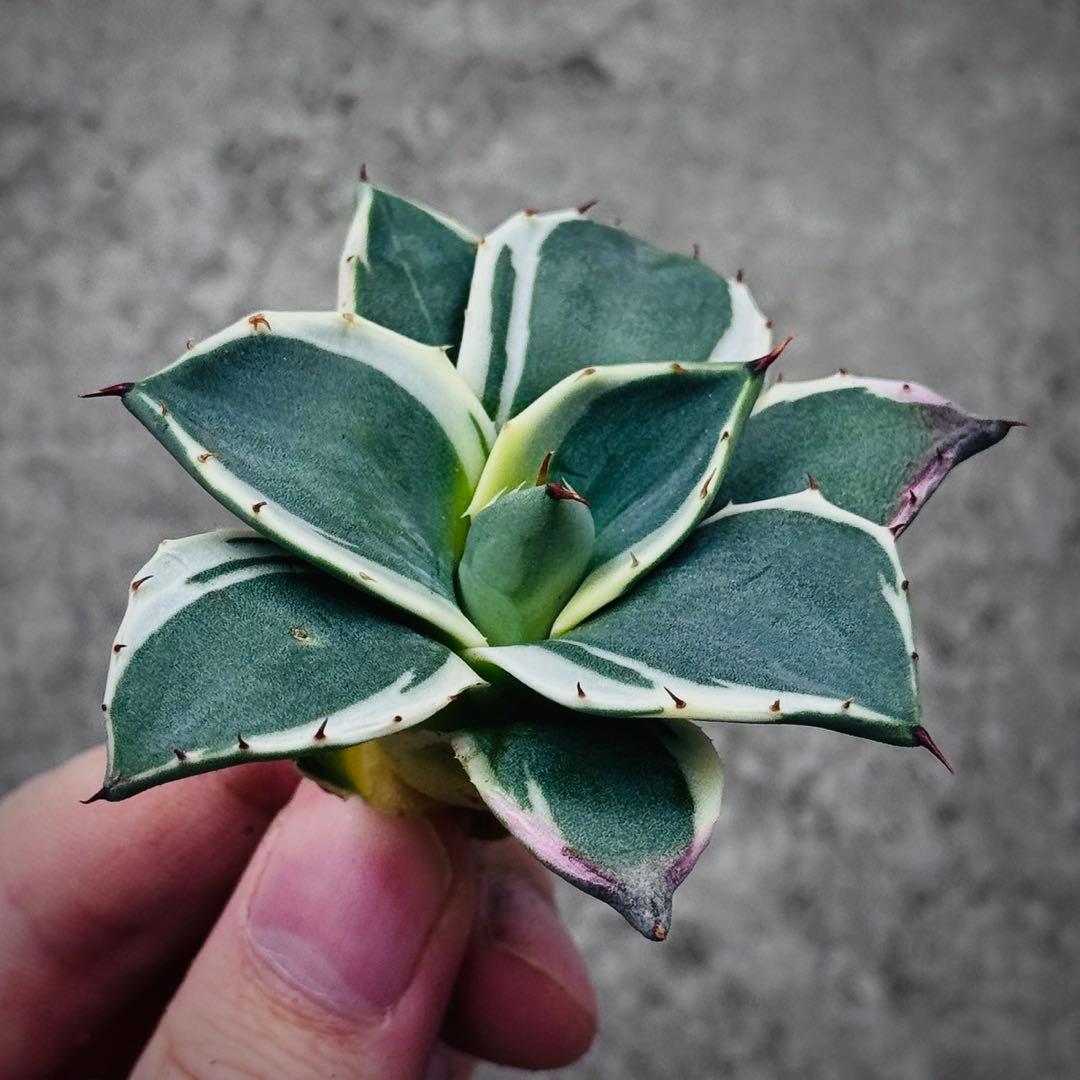 佐*い様 多肉植物・アガベ・吉祥天錦白腹輪・特選美株