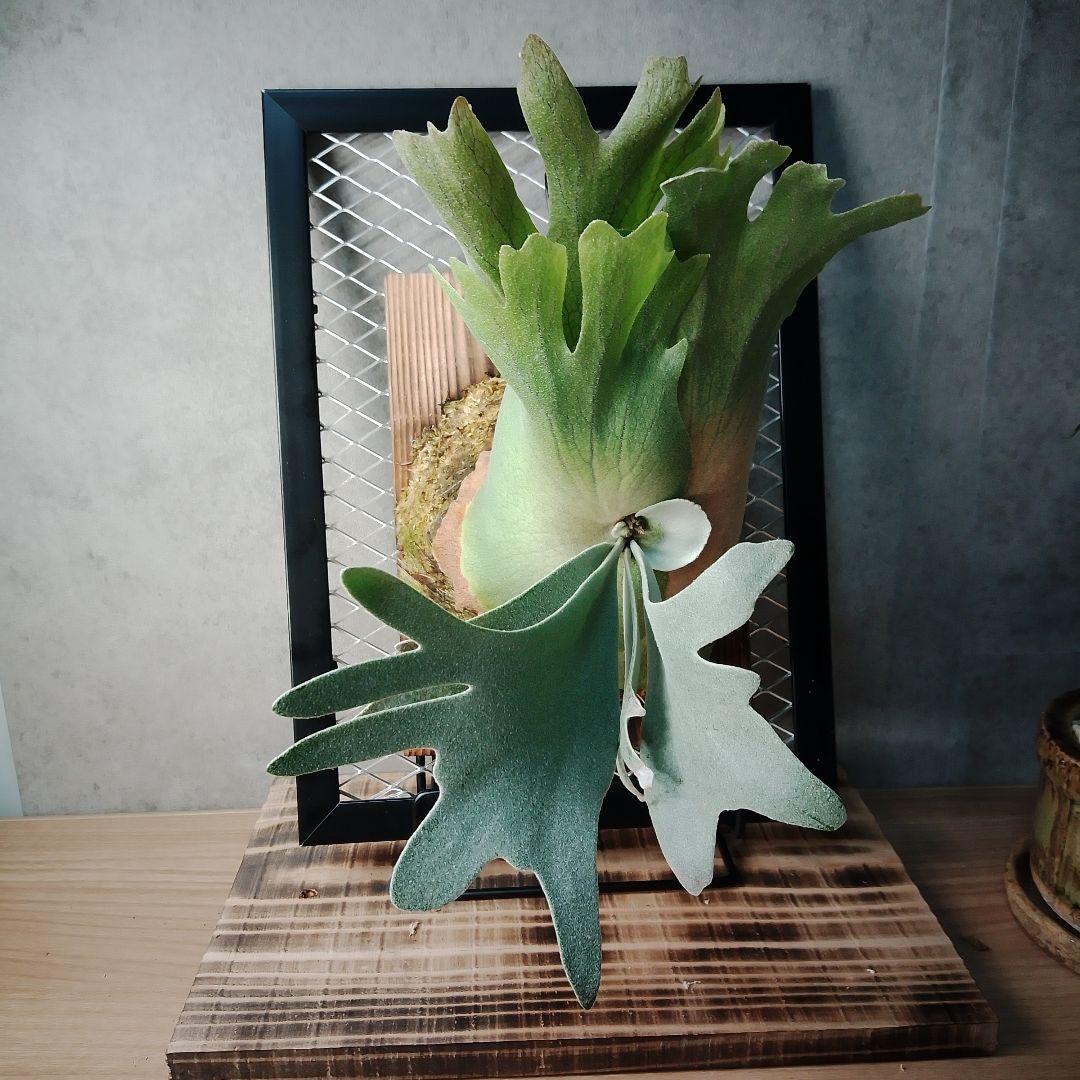 WillinckiiDwarf Tatsuta ドワーフタツタ