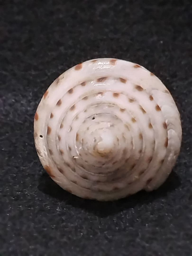 貝殻 ≪稀少≫ コブットウイモ (イモガイ科)