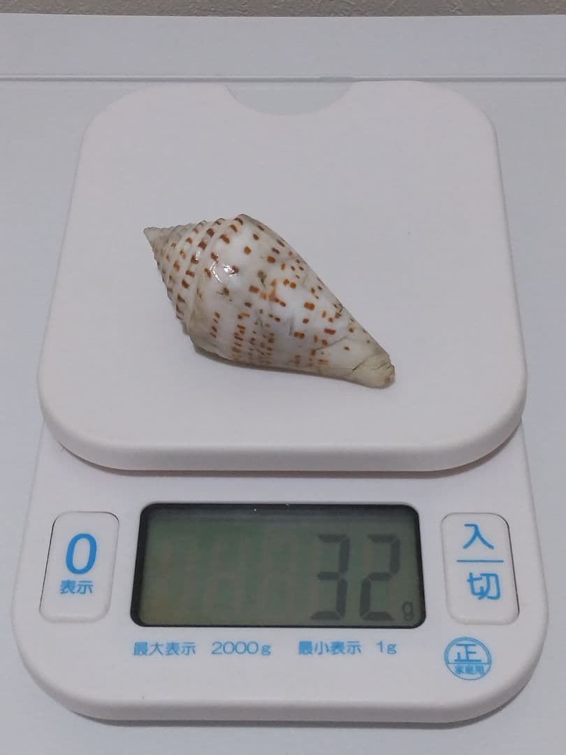 貝殻 ≪稀少≫ コブットウイモ (イモガイ科)