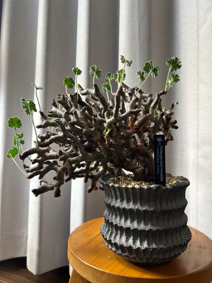 超良型ペラルゴニウムミラビレ パキポディウム 現地球 発根済パキプス陶器鉢