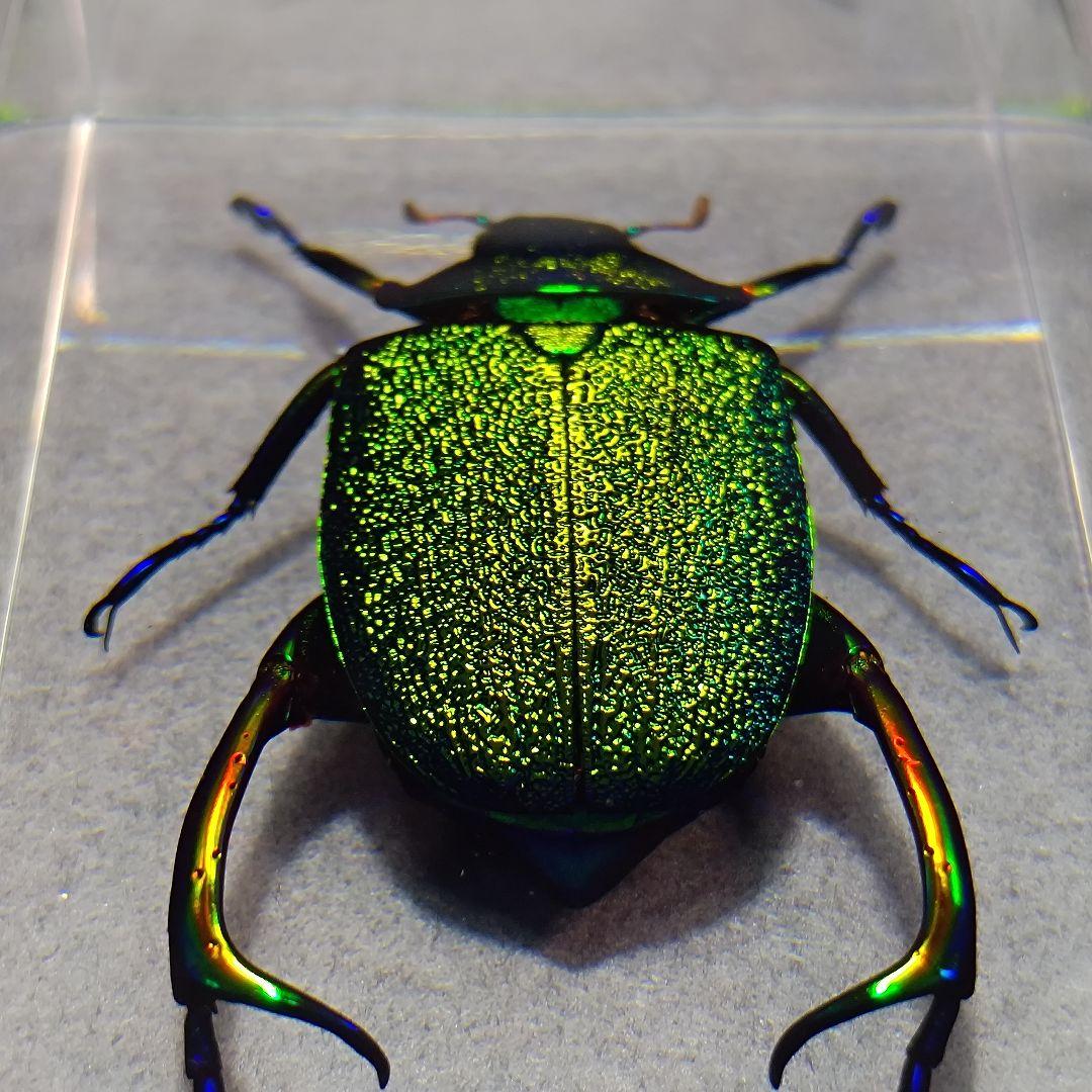 コガネムシ レジン封入標本