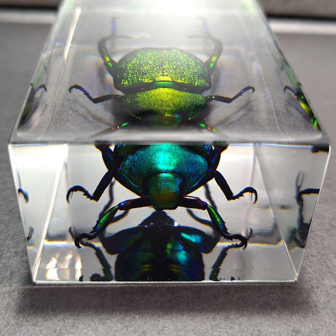 コガネムシ レジン封入標本