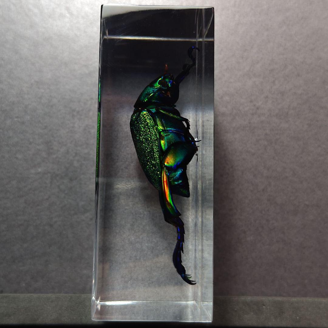 コガネムシ レジン封入標本