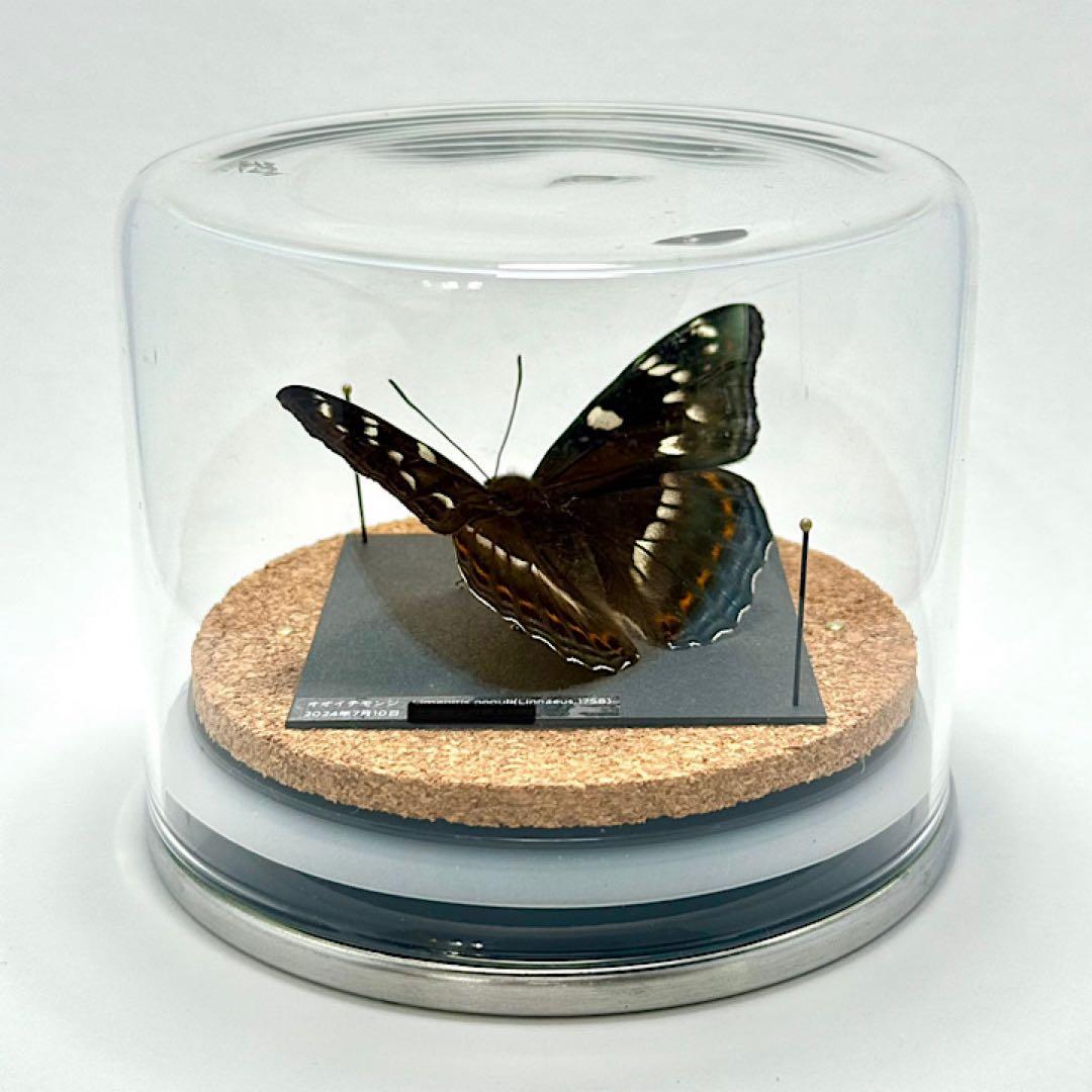 【立体標本】国産蝶　オオイチモンジ　ライブ標本