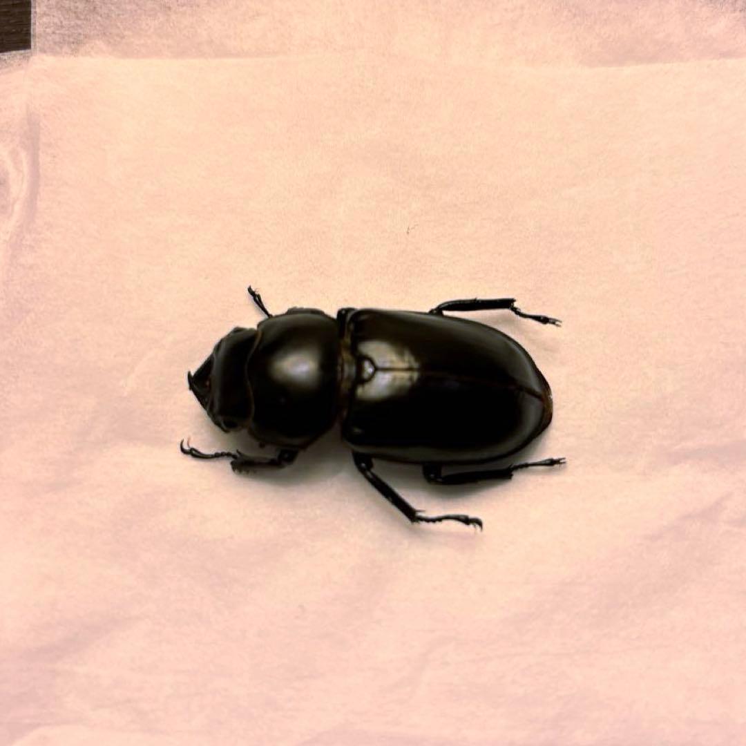 ウエストウッディオオシカクワガタ　ペア標本