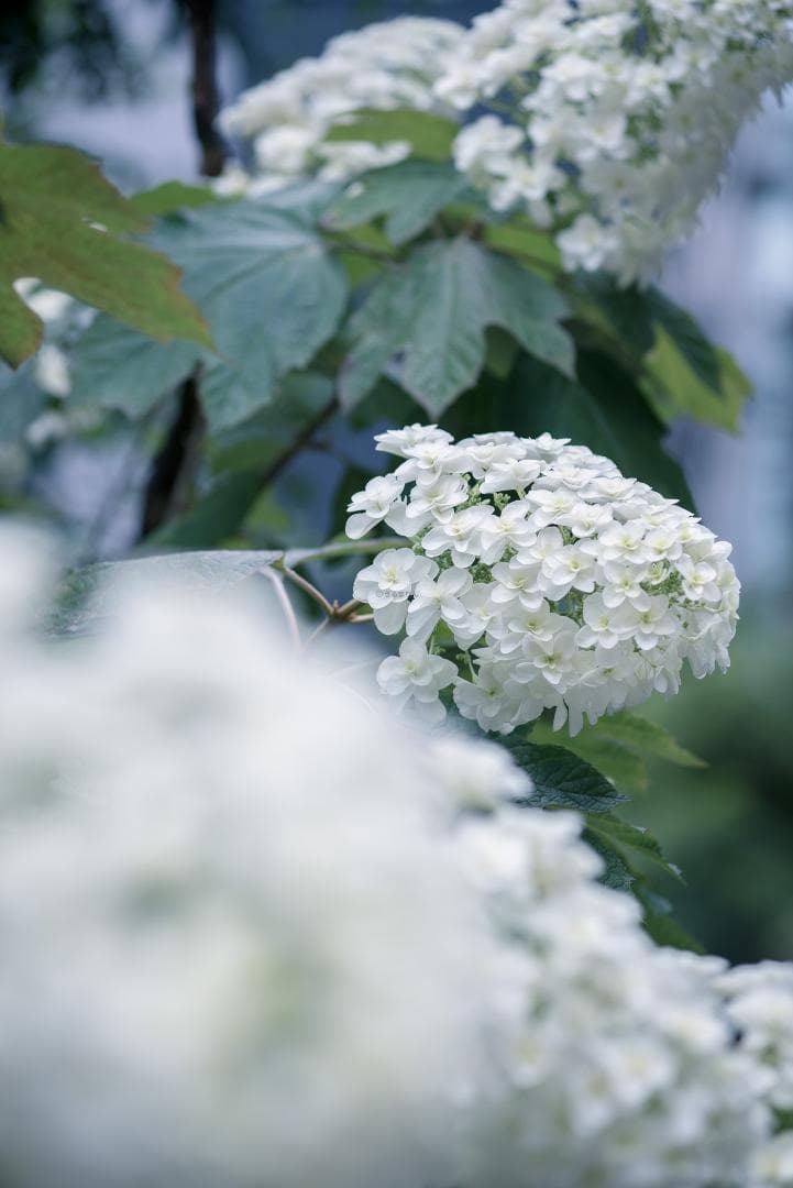 良品！中望遠の決定版！Leica Tele-Elmar 135mm F4