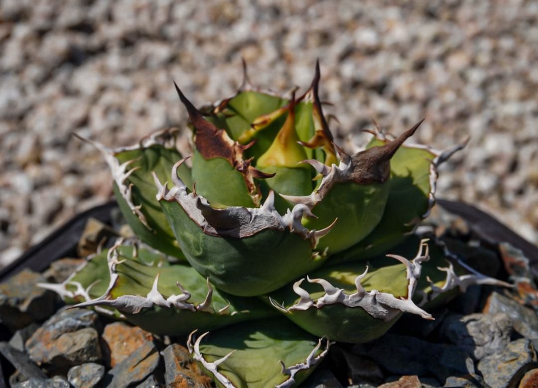 麒麟(Berlin産) 本物 アガベ チタノタ オテロイ チタノタ
