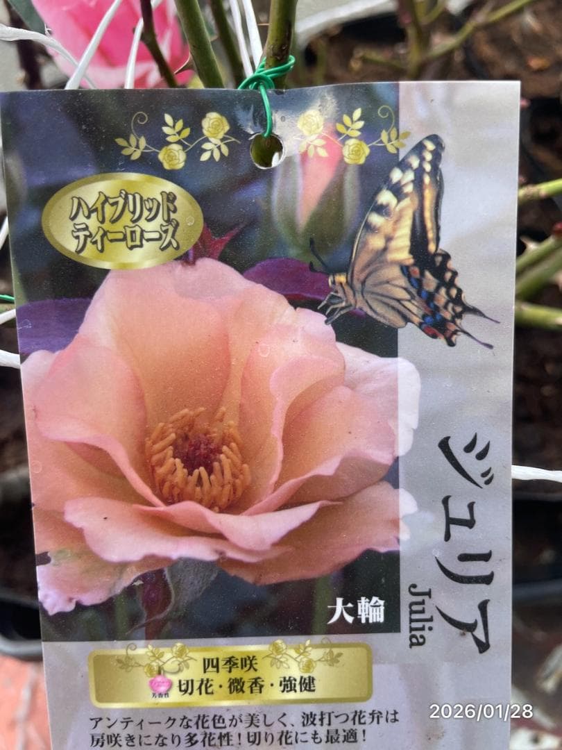 四季咲き　バラ　15株