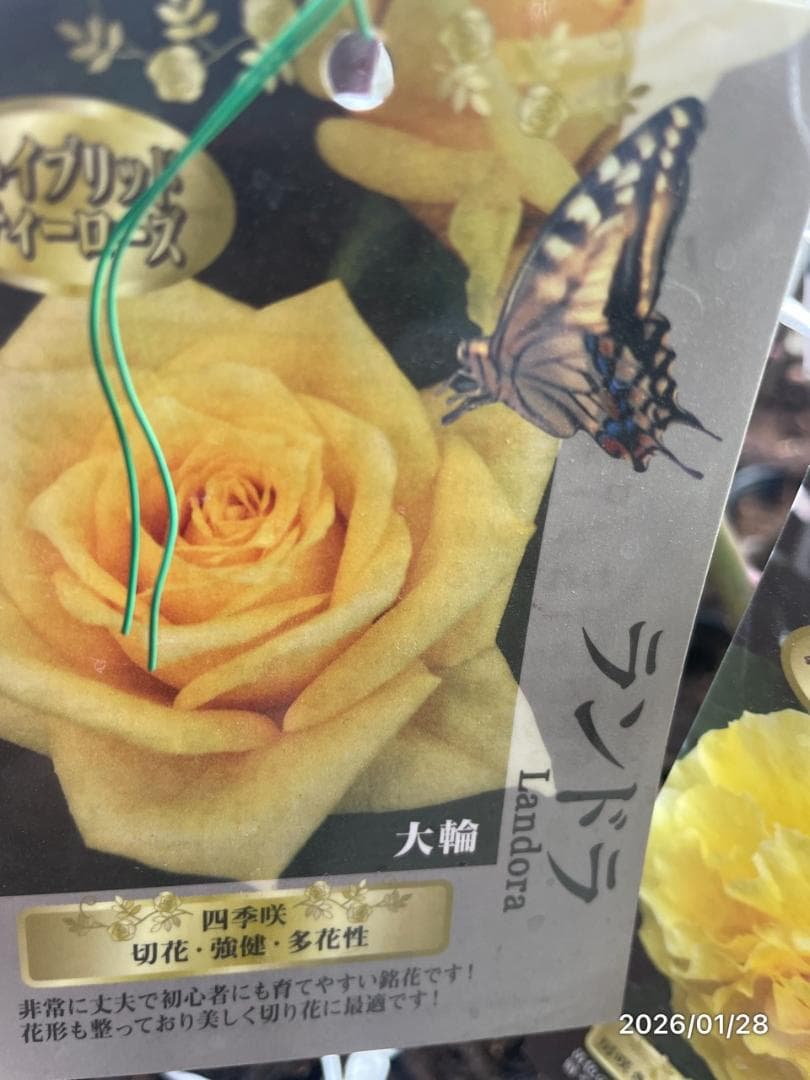 四季咲き　バラ　15株