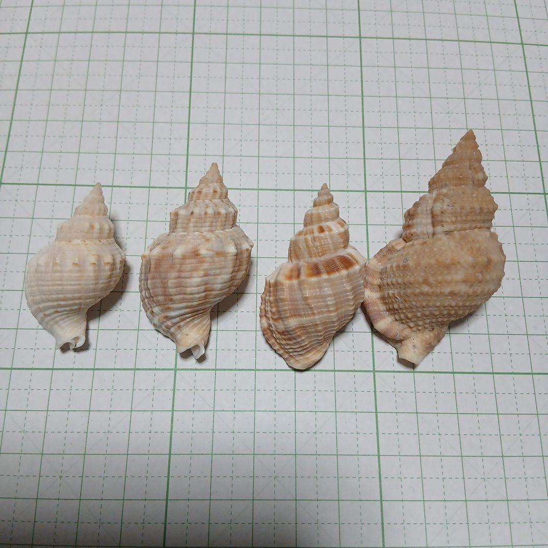 貝殻まとめ売り 30