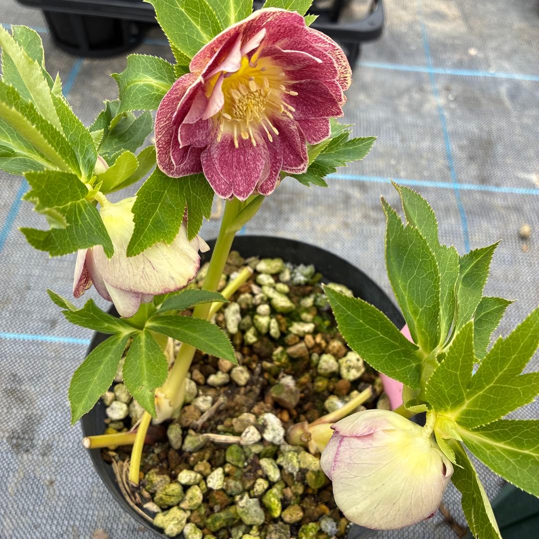 クリスマスローズ　加藤農園　5寸