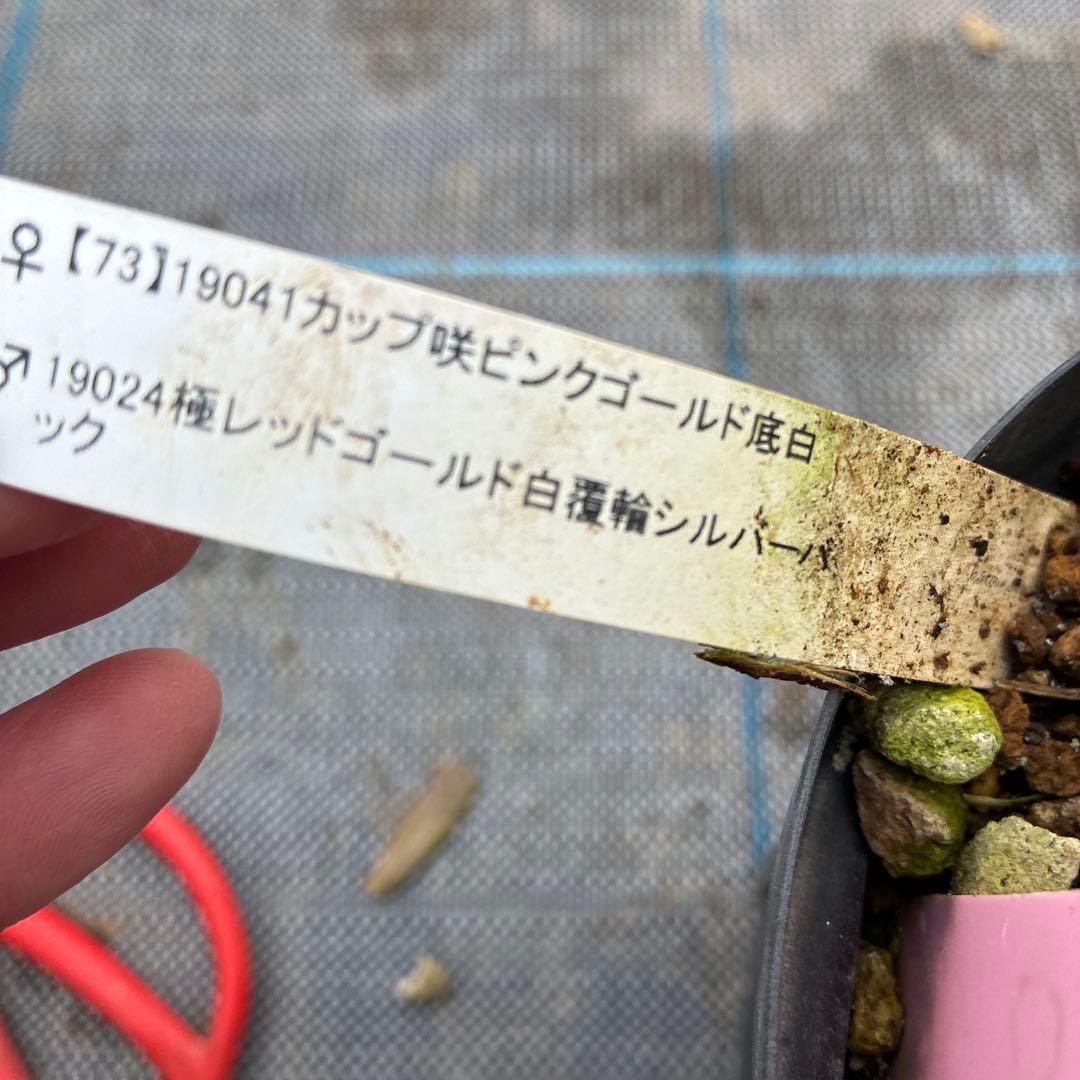 クリスマスローズ　加藤農園　5寸