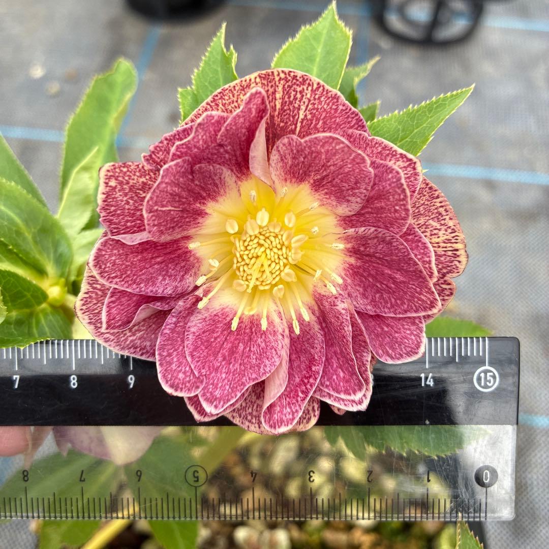 クリスマスローズ　加藤農園　5寸