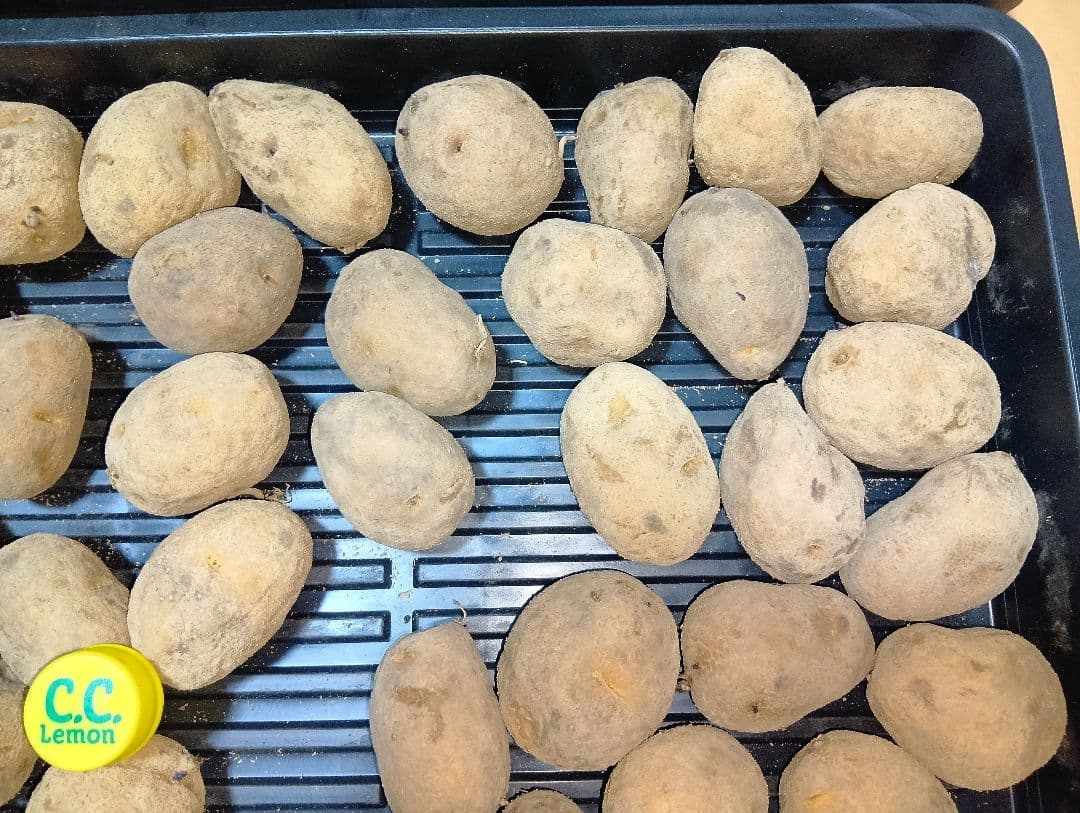 10kg m206 インカのめざめ 種芋