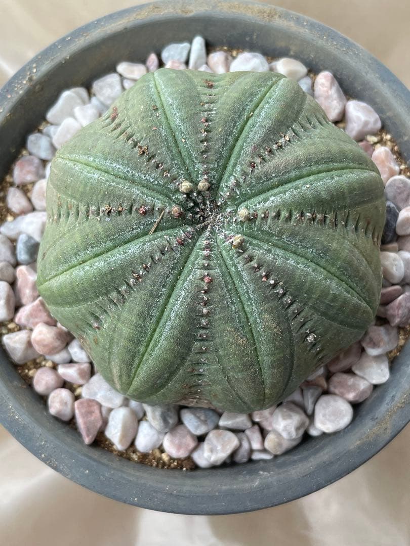 良株星型シンメトリカ 約7センチ 下部木質化