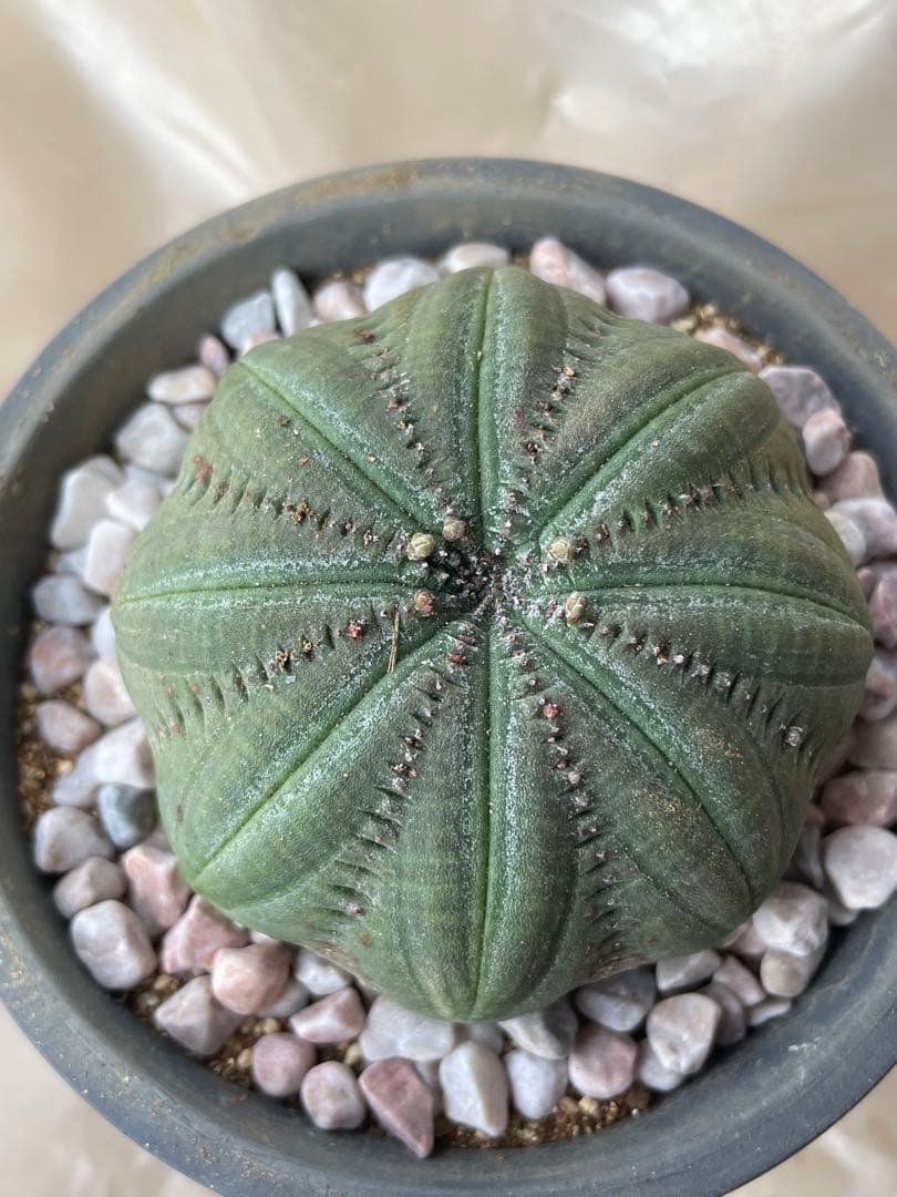 良株星型シンメトリカ 約7センチ 下部木質化