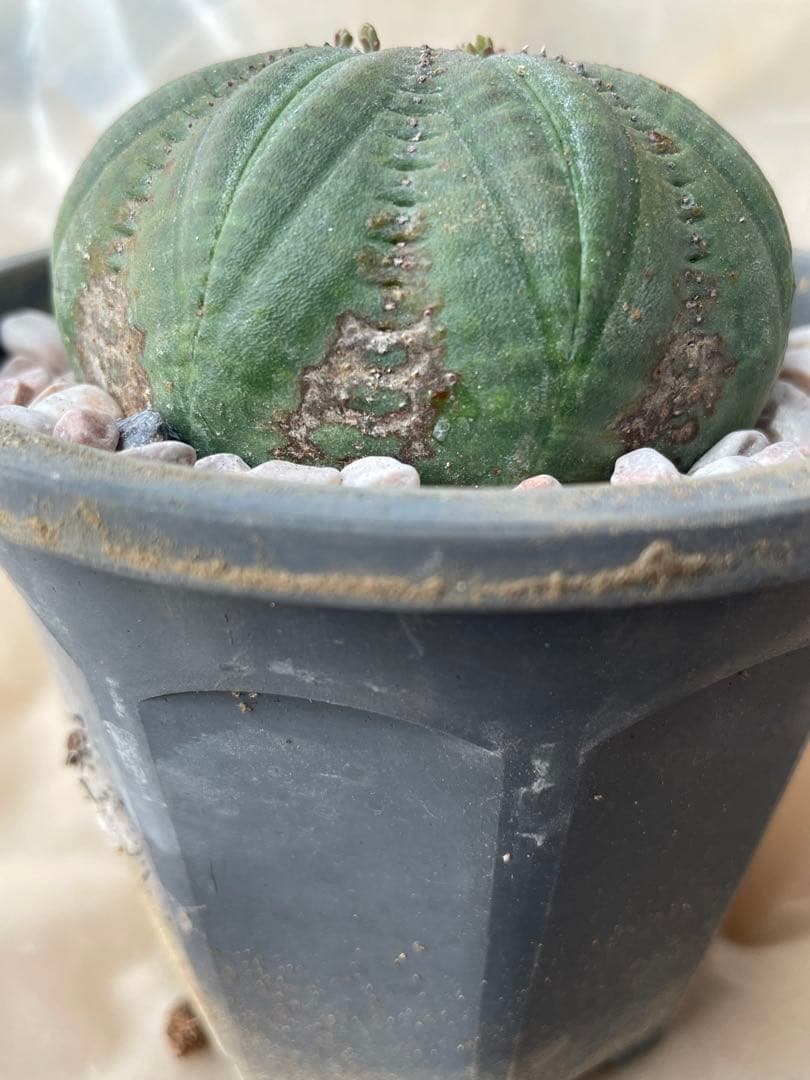 良株星型シンメトリカ 約7センチ 下部木質化