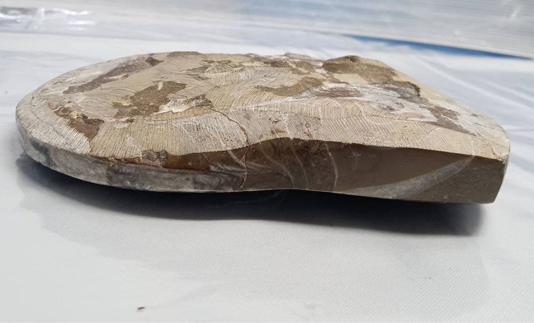 希少 アンモナイト 化石 標本 インテリア 置物 アンティーク