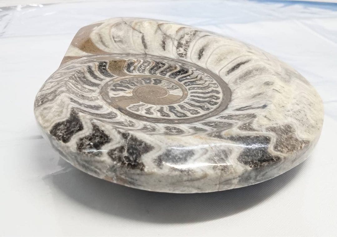 希少 アンモナイト 化石 標本 インテリア 置物 アンティーク