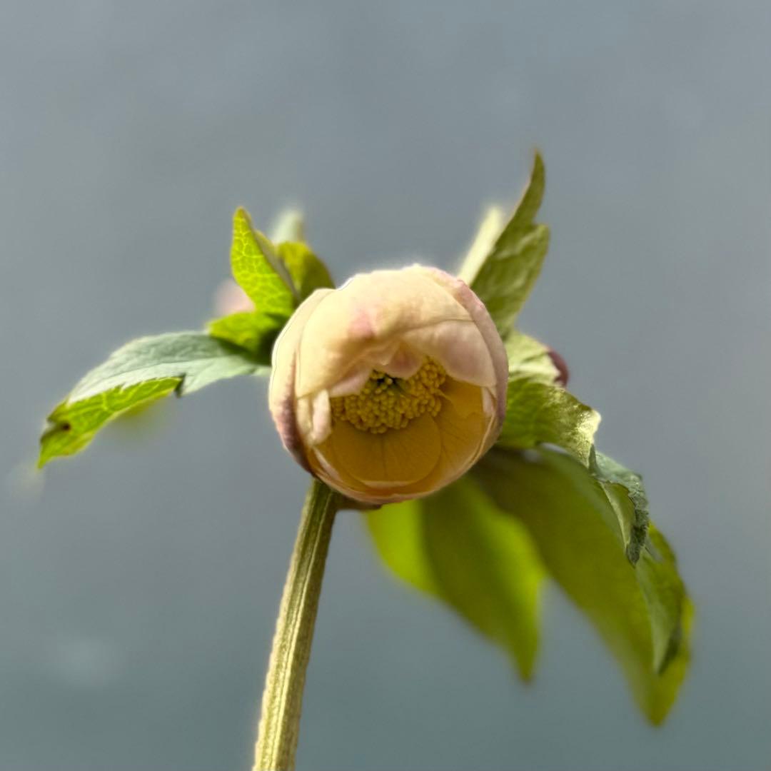 ま*こ様 クリスマスローズ 『小輪 手毬交配 ddアプリコットクリーム』