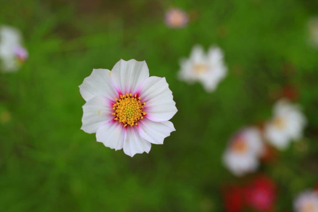 Micro-NIKKOR-P Auto55mm f/3.5　M2リング付