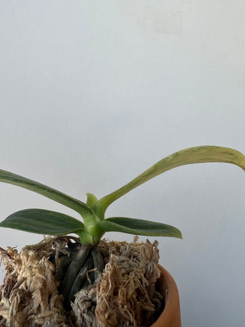 【 名護蘭 】希少‼️神秘　340