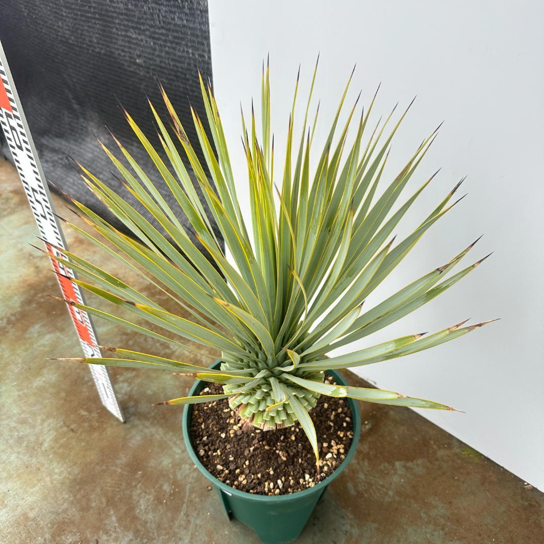 ユッカ　ロストラータ【24-660】シルバーブルー