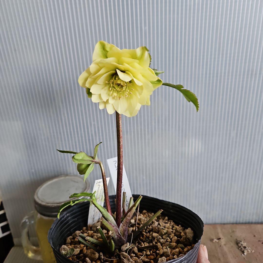 ムック様ご購入苗㉖-332㉖-338クリスマスローズ