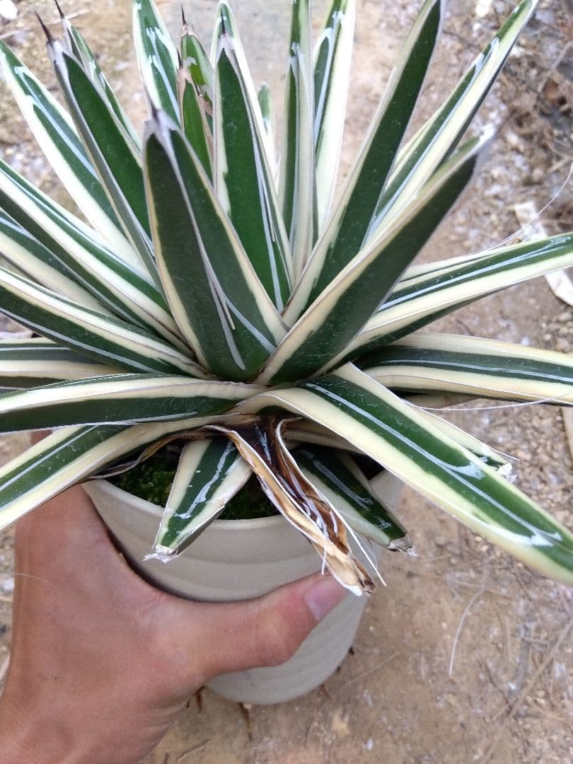 アガベ　氷山　超大株28センチ❗　③