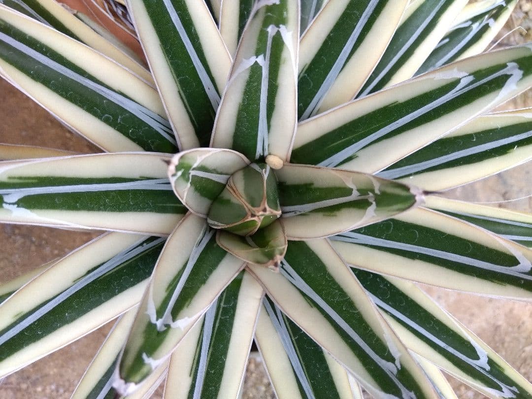 アガベ　氷山　超大株28センチ❗　③