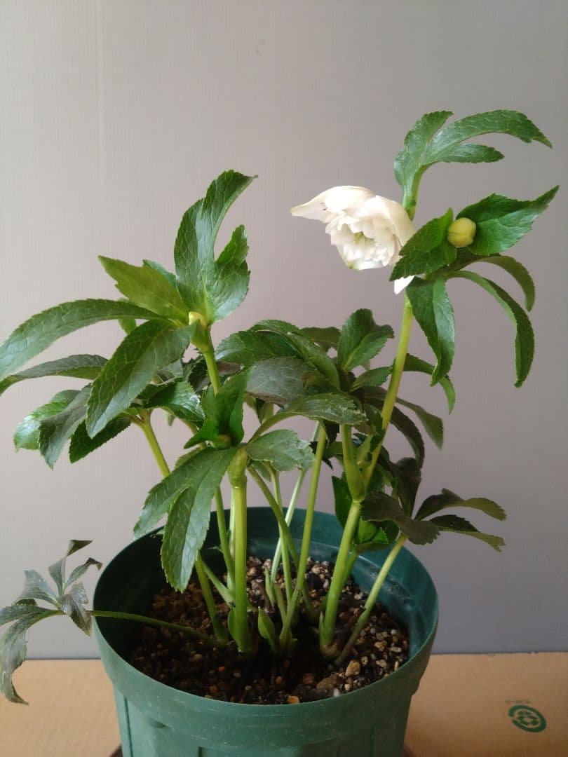 クリスマスローズ　多弁ホワイトブロッチdd　開花見込み大株