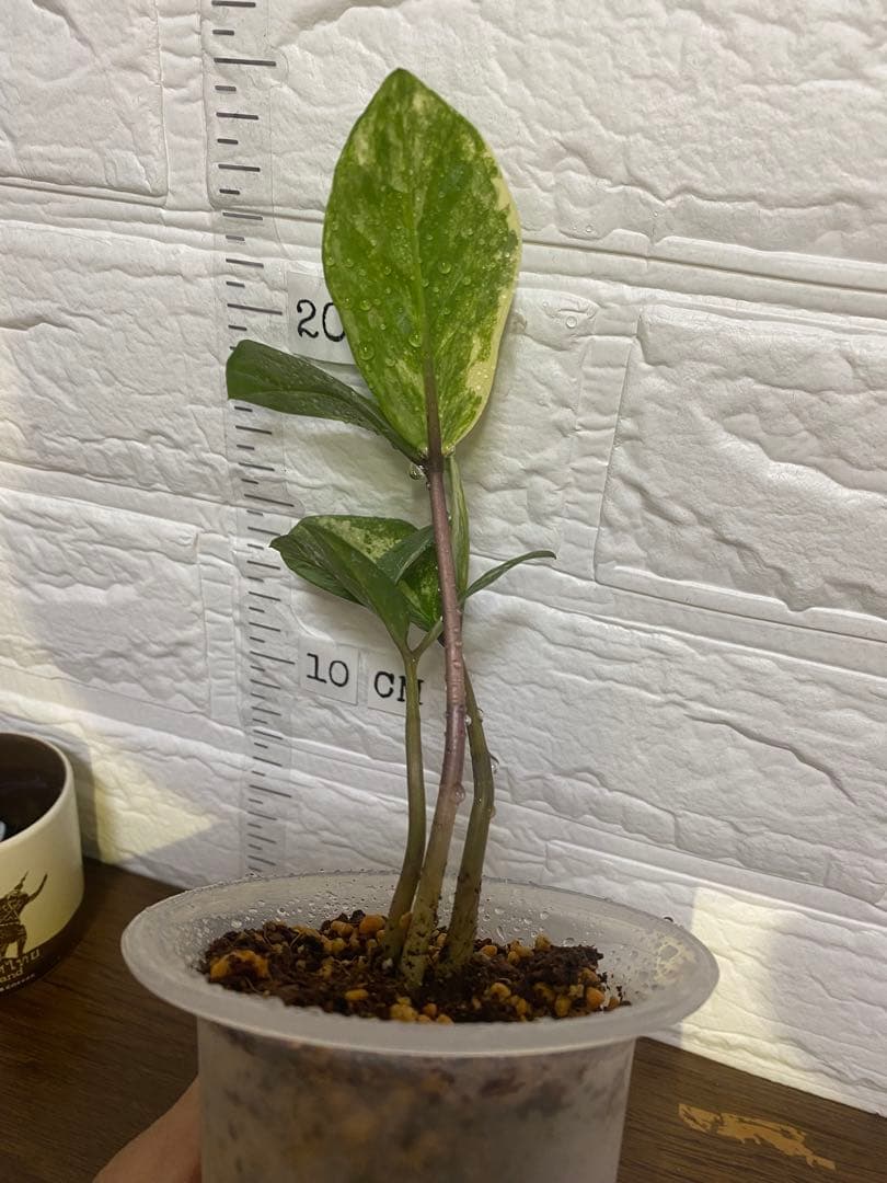 ザミオクルカス ザミフォーリア (斑入り~ レモン)