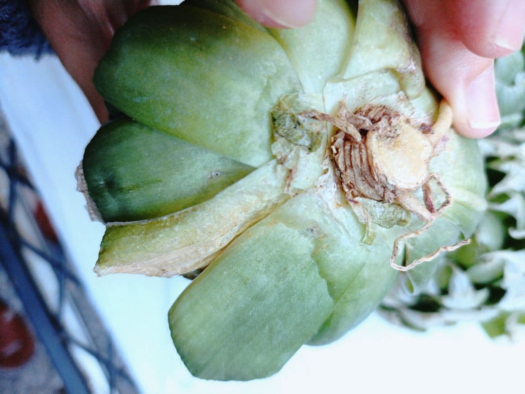 椿様ご検討中　　5苗半額セール傷多め　ロックウッディ　ハオルチア　レア種