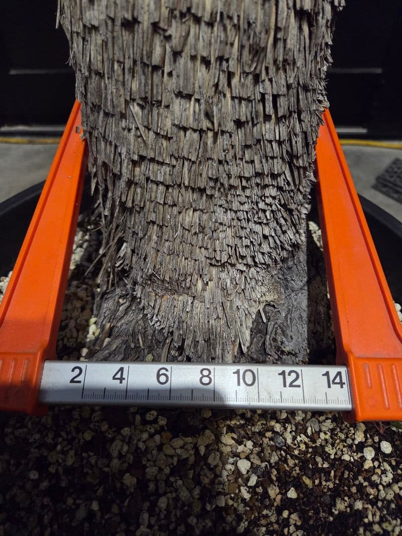 専用出品 リピ、特割 ユッカ リネアリフォリア (つ) 太株