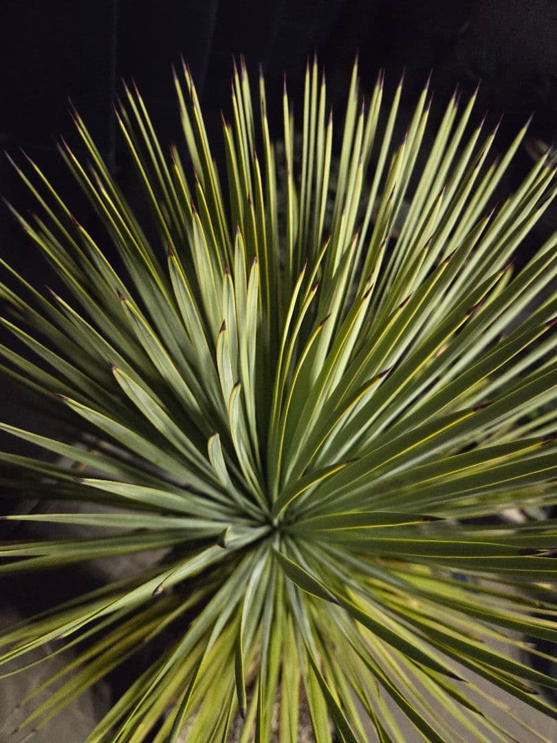 専用出品 リピ、特割 ユッカ リネアリフォリア (つ) 太株