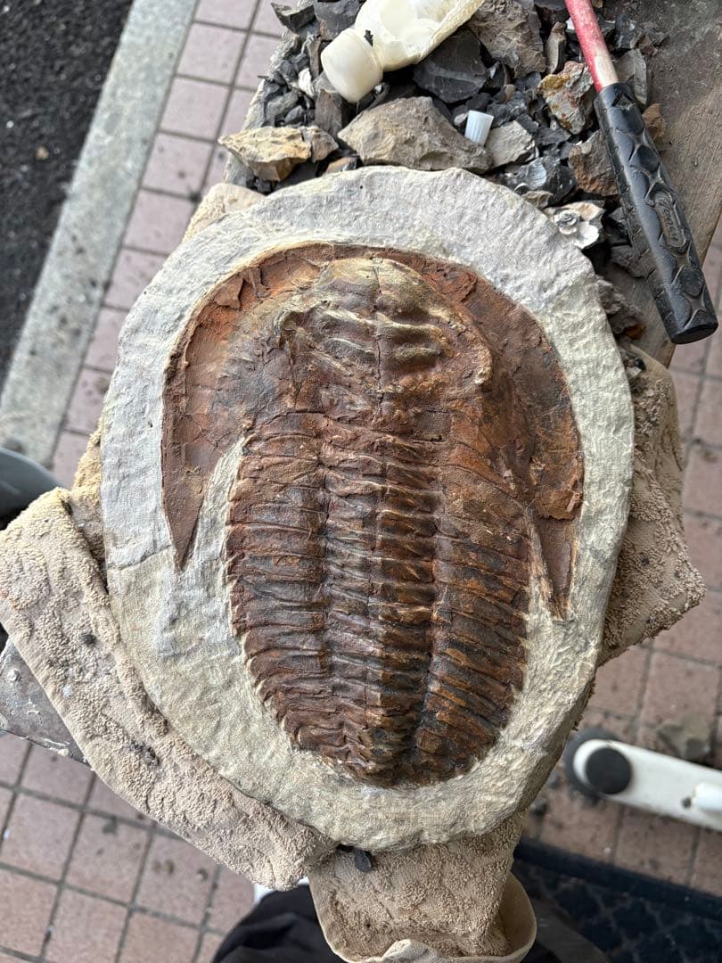 大きな三葉虫　化石