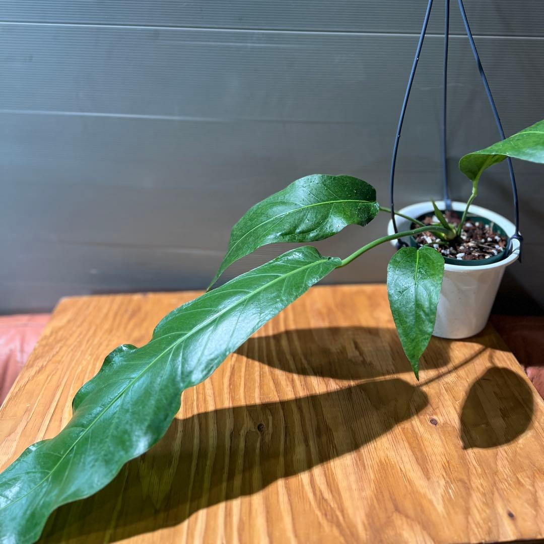 ❶ アンスリウム ペンデュリフォリウム レア品種