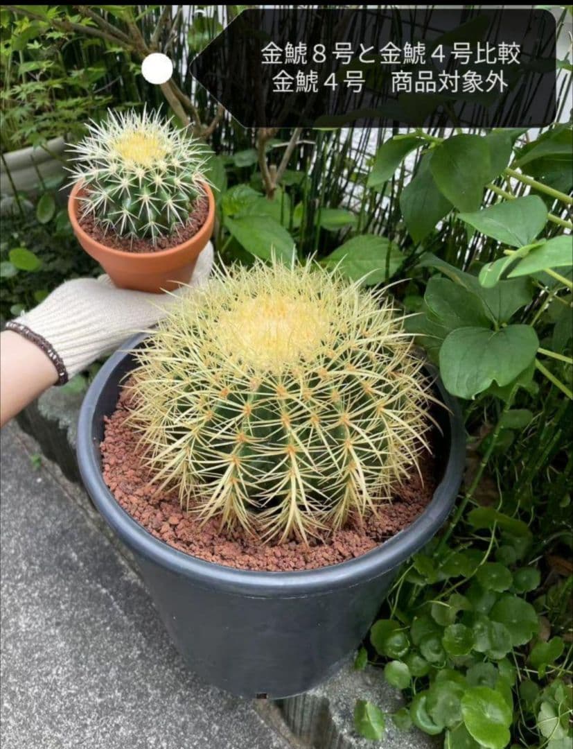 ｔ金鯱 サボテン キンシャチ 8号 ロックガーデン 逸品 エキノカクタス
