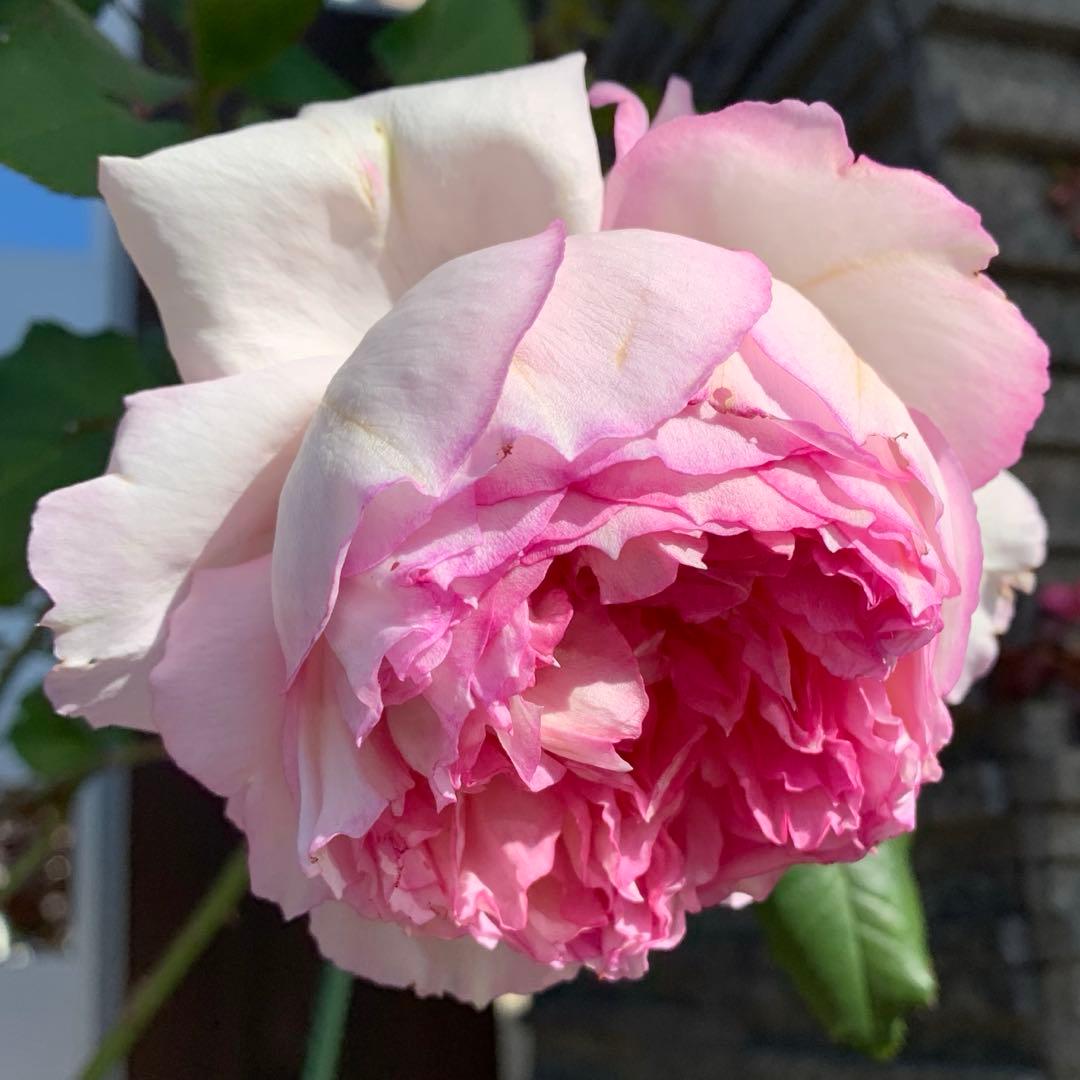 ⭐️購入前に必ずコメントをお願いします　47、バラ苗　美しい