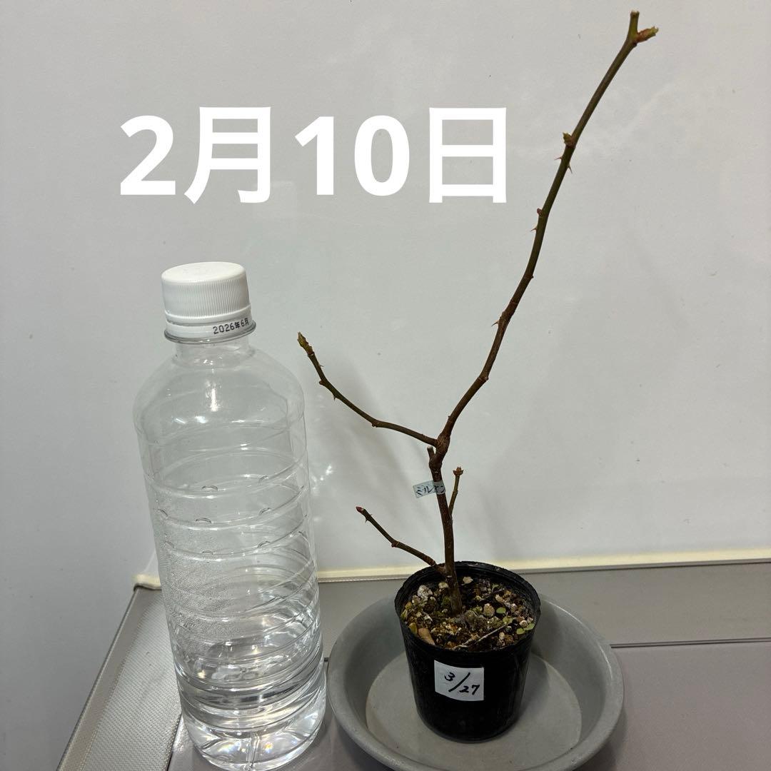 ⭐️購入前に必ずコメントをお願いします　47、バラ苗　美しい