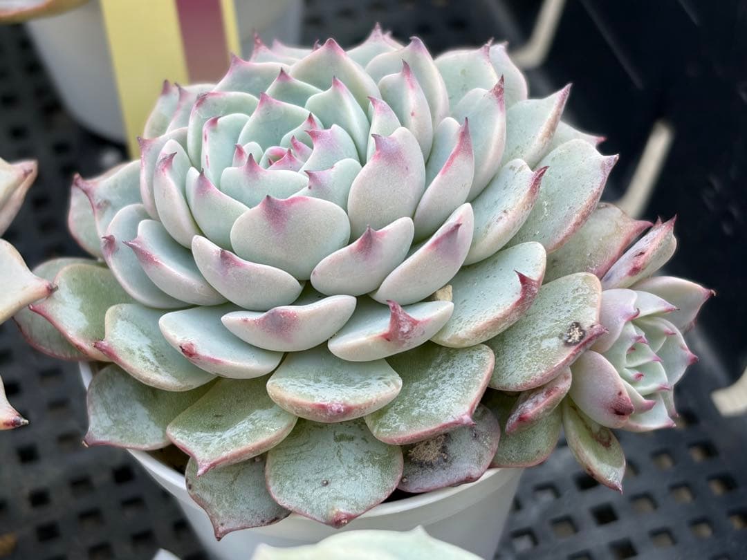 おらいさん苗12個セット　そわそわオマケで13苗ミックスベリア　エケベリア多肉