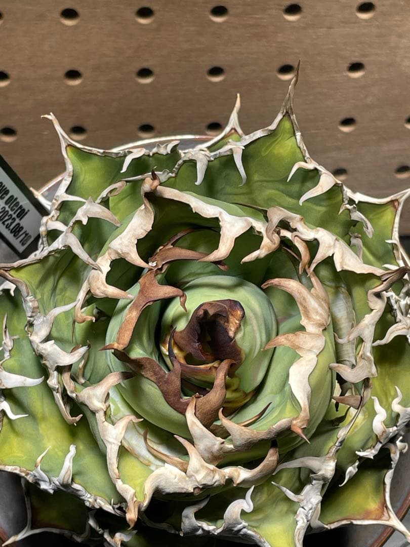 C*a様 アガベ　チタノタ　シーザー　親株　抜苗発送