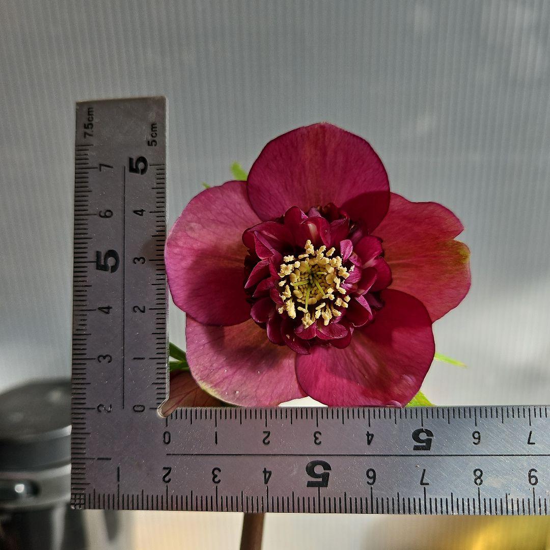 謙信様ご購入苗㉖-224クリスマスローズ