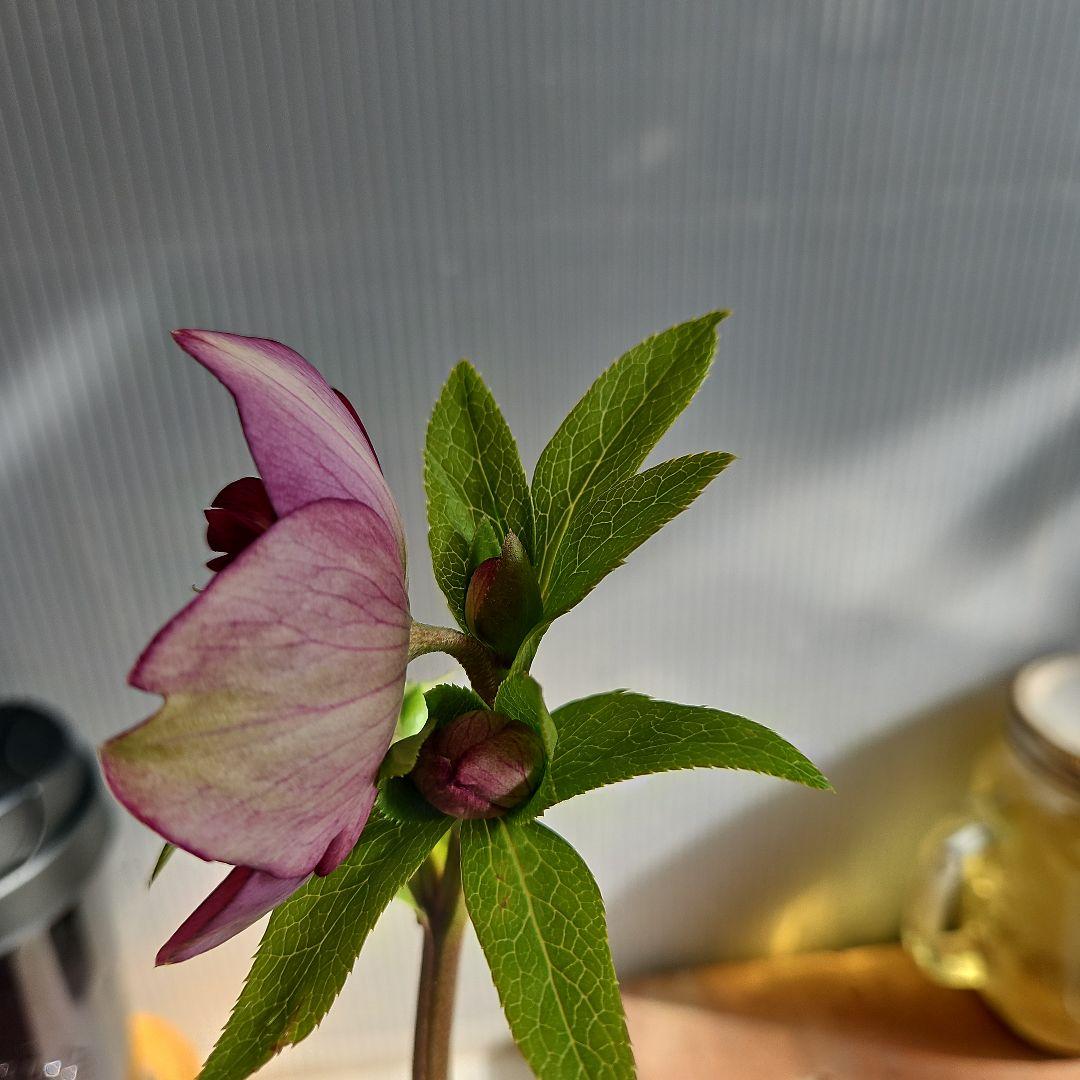 謙信様ご購入苗㉖-224クリスマスローズ