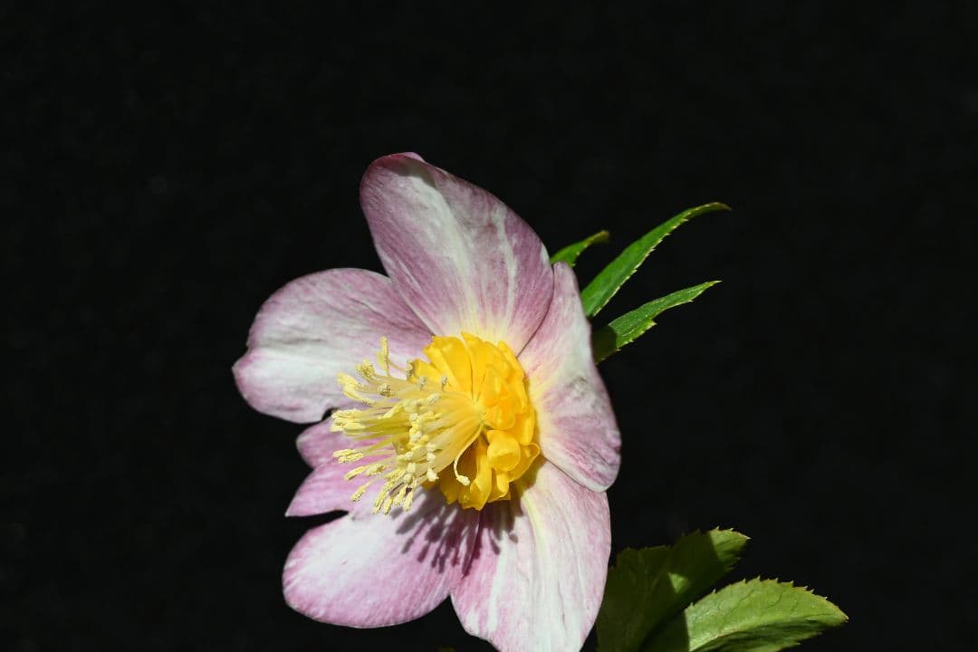 クリスマスローズ　認定ゴールド絞り咲き　加藤農園