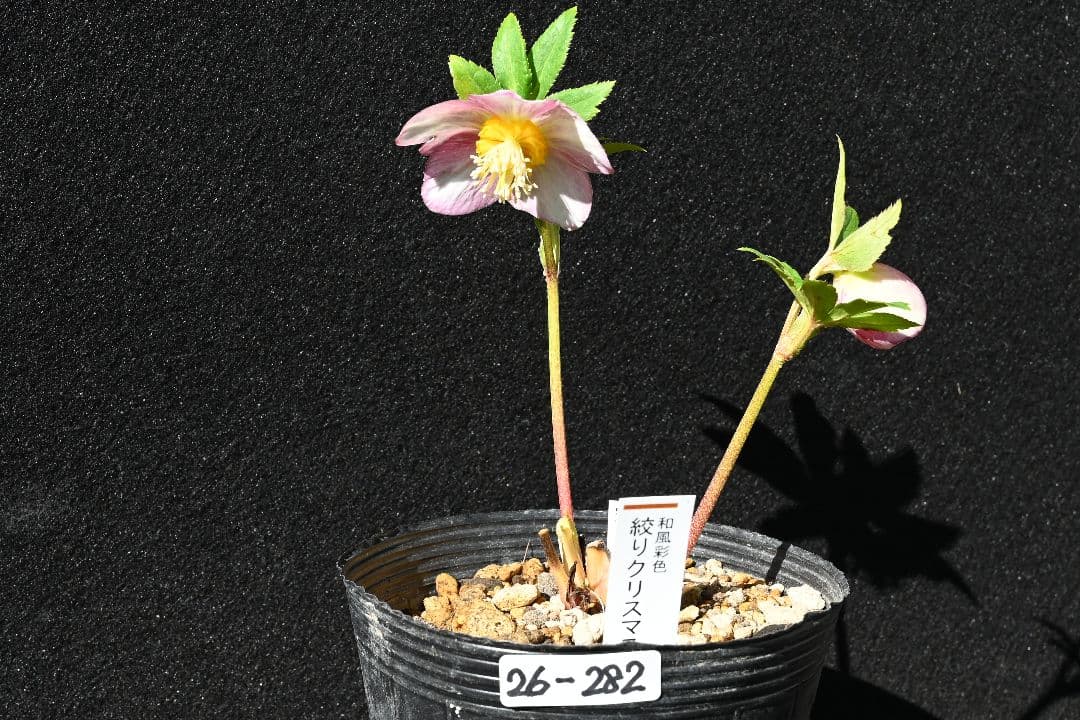 クリスマスローズ　認定ゴールド絞り咲き　加藤農園