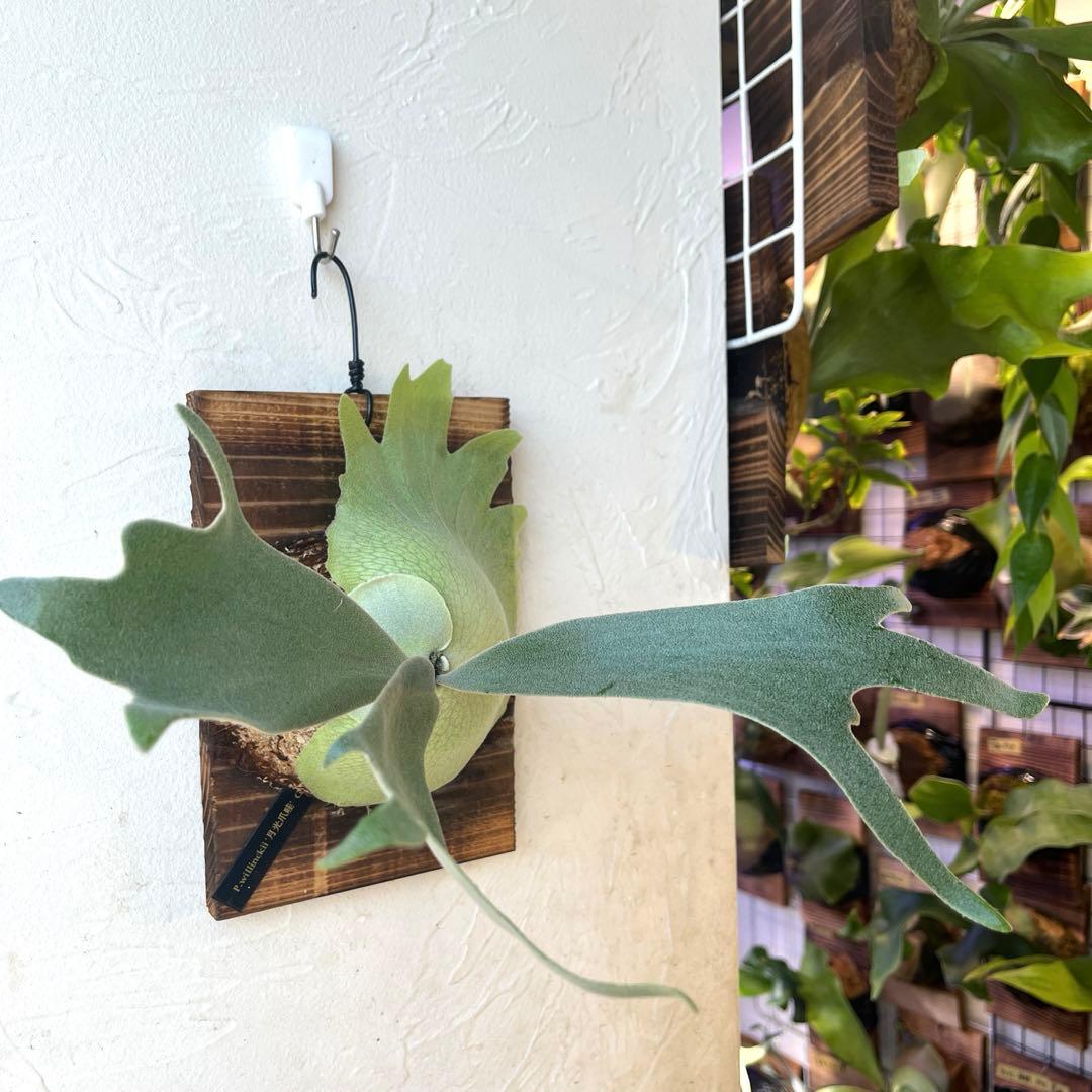 ぽ*様 ビカクシダ　ウィリンキー　月光爪哇　子株　板付